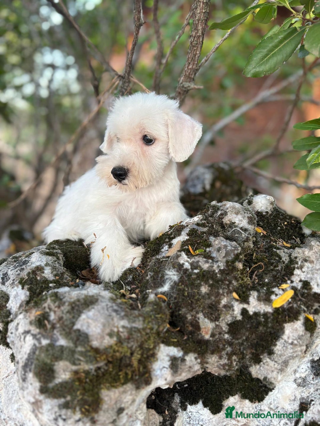 Schnauzer Miniatura perros en venta: Schnauzer Miniatura hembra blanca  - Imagen 4