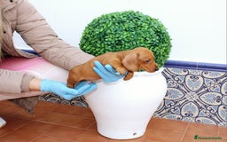 Teckel Miniatura perros en venta: Teckel de todos lo colore(candiamanteunico2)tiktok - Imagen 7
