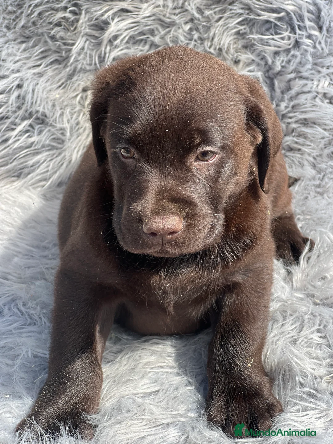 Labrador Retriever perros en venta: Labrador chocolate  - Anuncio 3