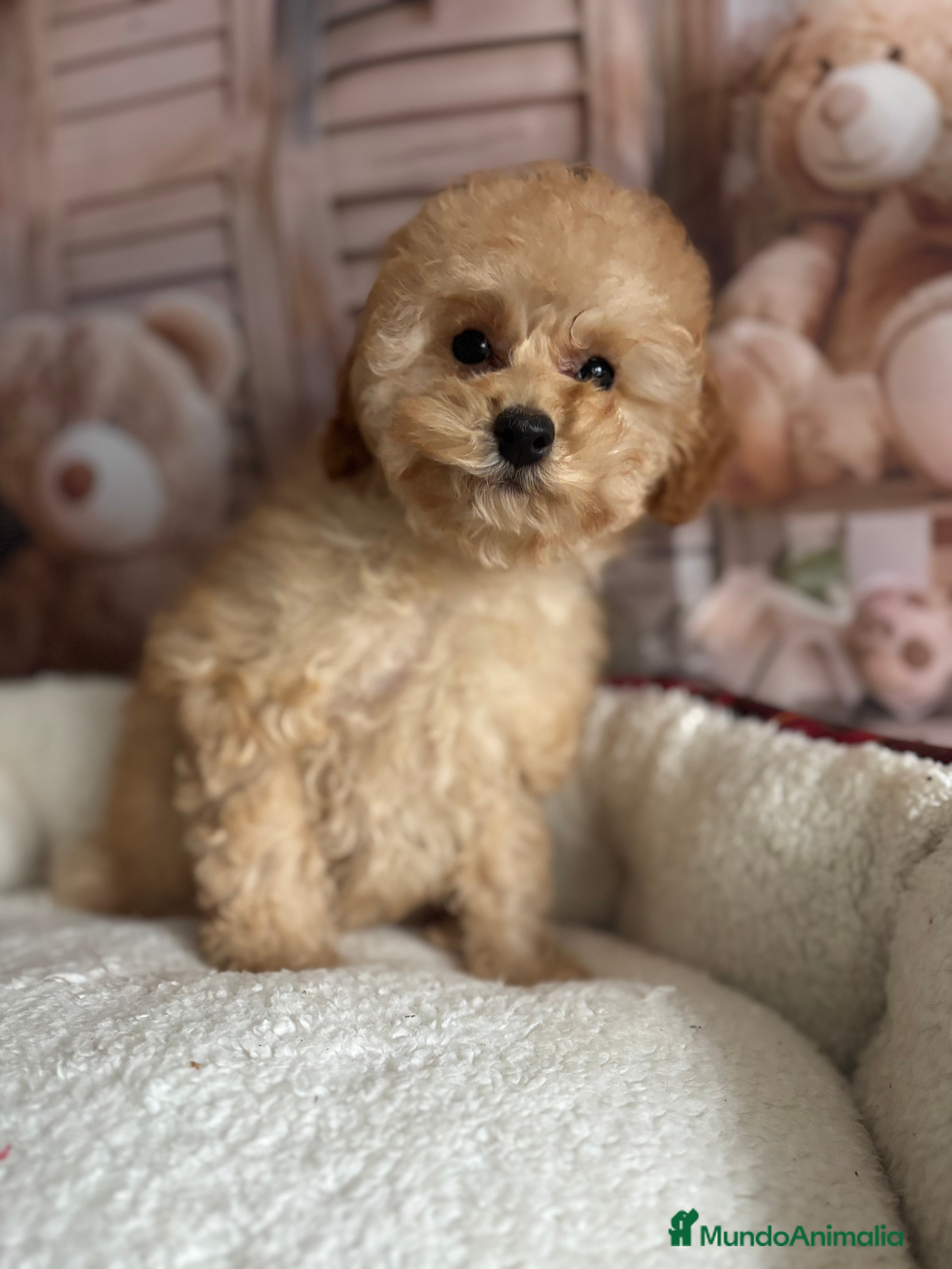 Caniche Toy perros Caniche Toy (ambos papás toy ) - Anuncio 2