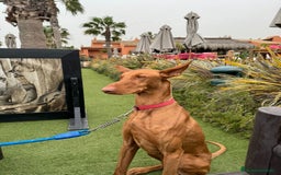 Podenco Canario perros en venta: PODENCOS CANARIOS de Selección  - Imagen 5