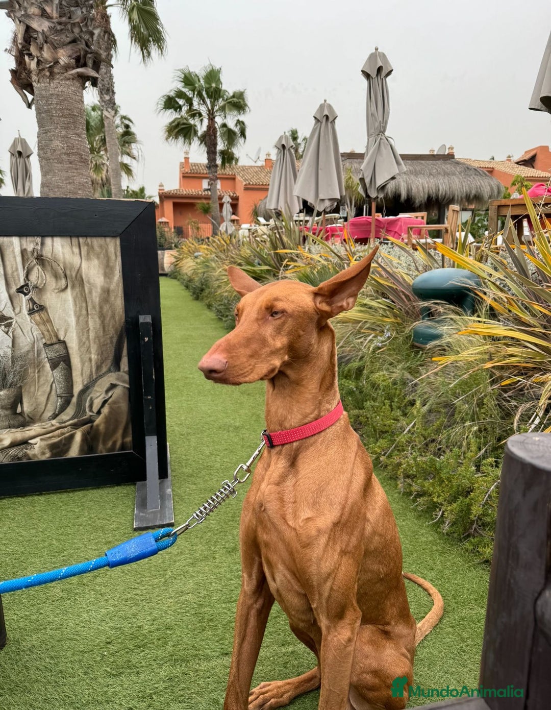 Podenco Canario perros en venta: PODENCOS CANARIOS de Selección  - Imagen 5