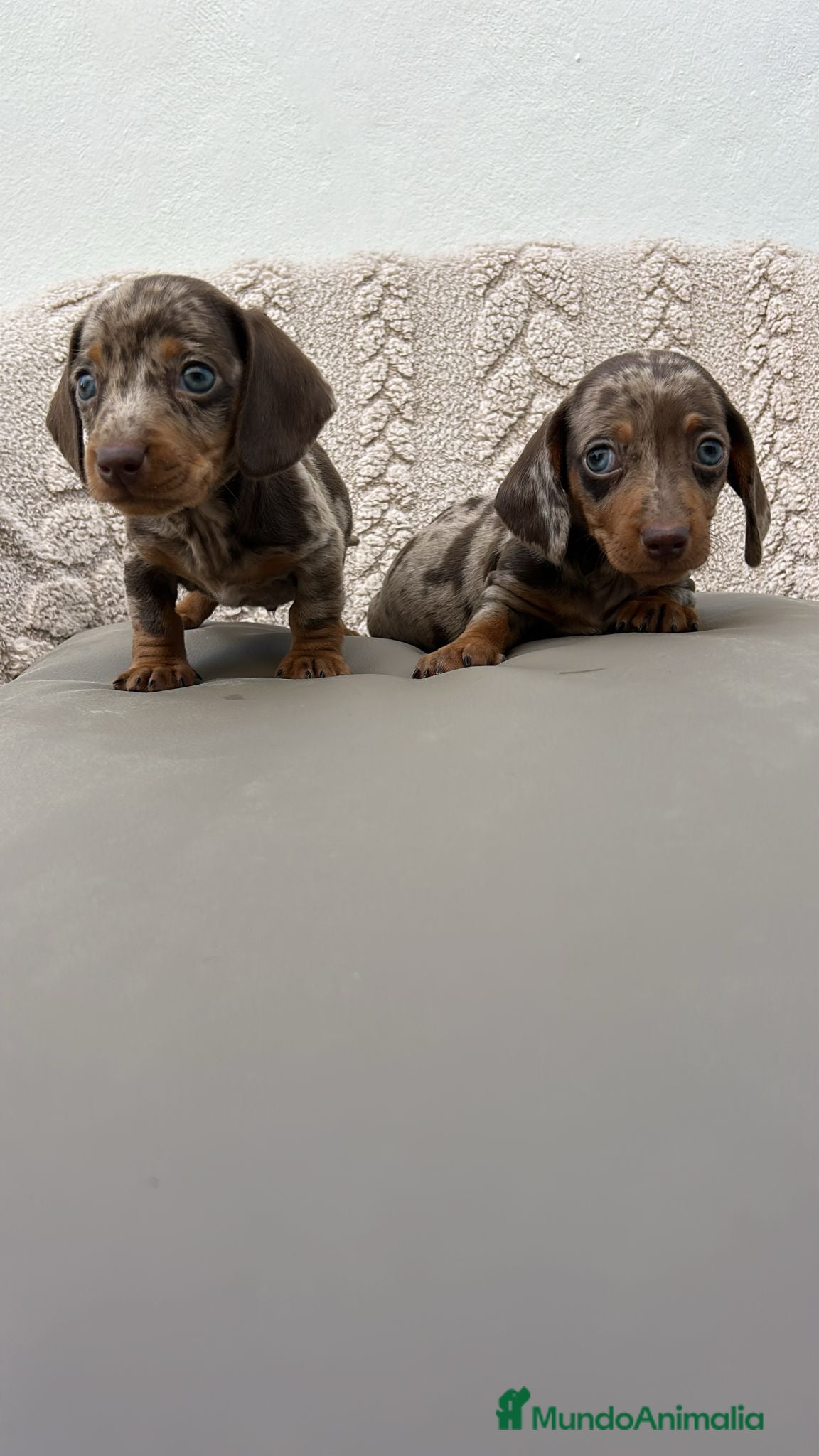 Teckel Miniatura perros Teckel kanichen macho Merle chocolate  - Anuncio 2