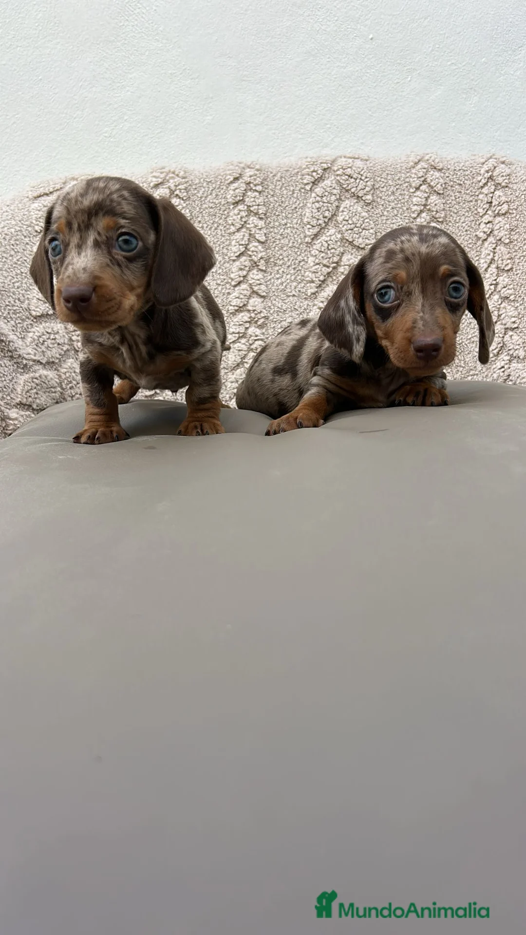 Teckel Miniatura perros en venta: Teckel kanichen macho Merle chocolate  - Anuncio 1