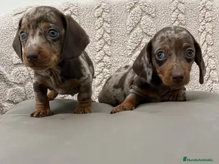 Teckel Miniatura perros Teckel kanichen macho Merle chocolate - Anuncio 2