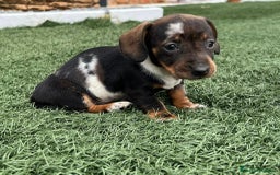 Teckel Miniatura perros en venta: TECKEL LISTOS PARA ENTREGAR !!!!! - Imagen 1