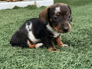 Teckel Miniatura perros TECKEL LISTOS PARA ENTREGAR !!!!! - Anuncio 3