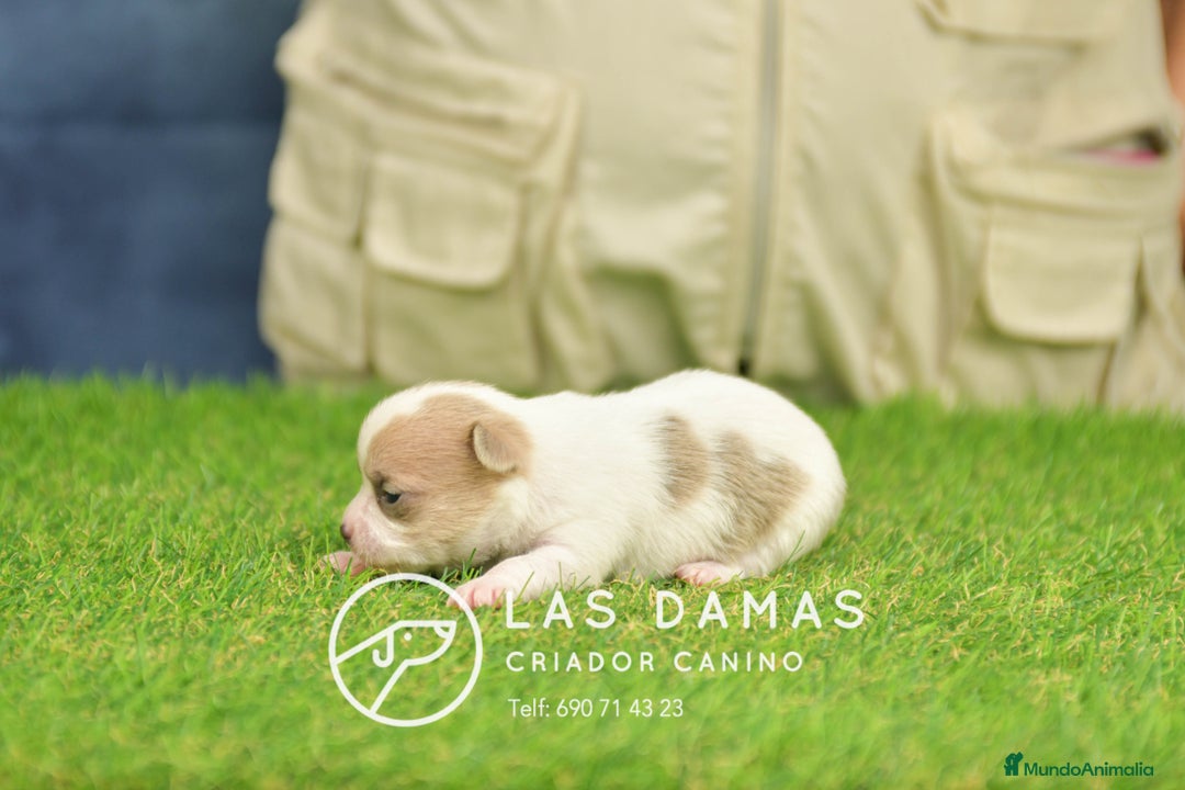 Chihuahua perros en venta: Chihuahuas disponibles - Anuncio 5