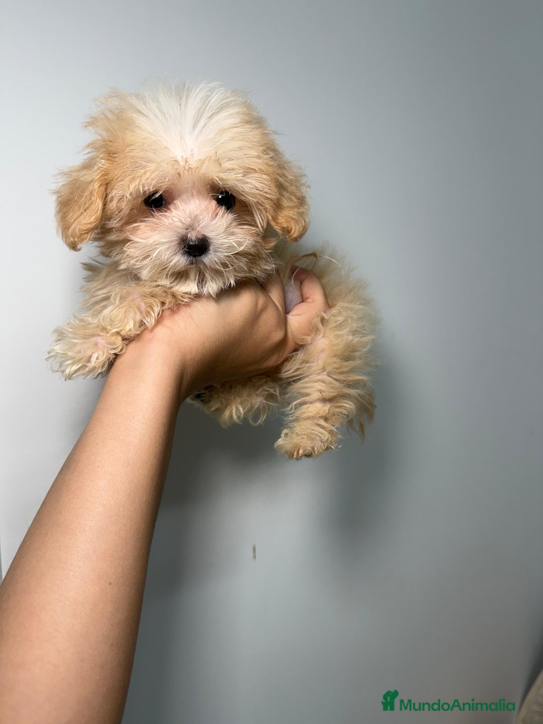 Maltipoo perros en venta: Maltipoo Teacup - Imagen 5