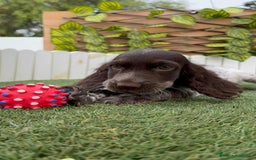 Cocker Spaniel Inglés perros en venta: COCKER RUANO - Imagen 6