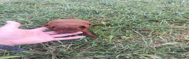 Caniche Toy Cachorro 4