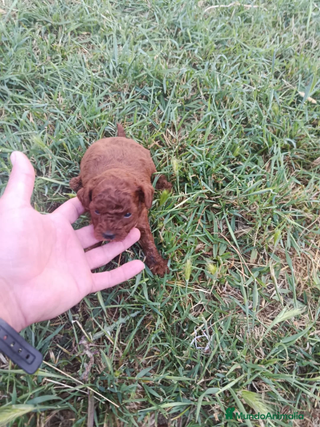 Caniche Toy perros en venta: PRECIOSOS CANICHE  ROJO LINEA ASIÁTICO  - Anuncio 7