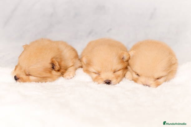 Pomerania perros Puppy pomerania  - Anuncio 30