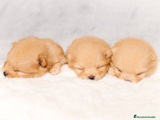 Pomerania perros - Anuncio 6