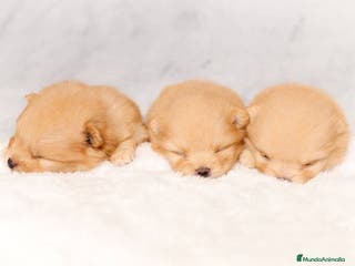 Pomerania perros Puppy pomerania - Anuncio 27