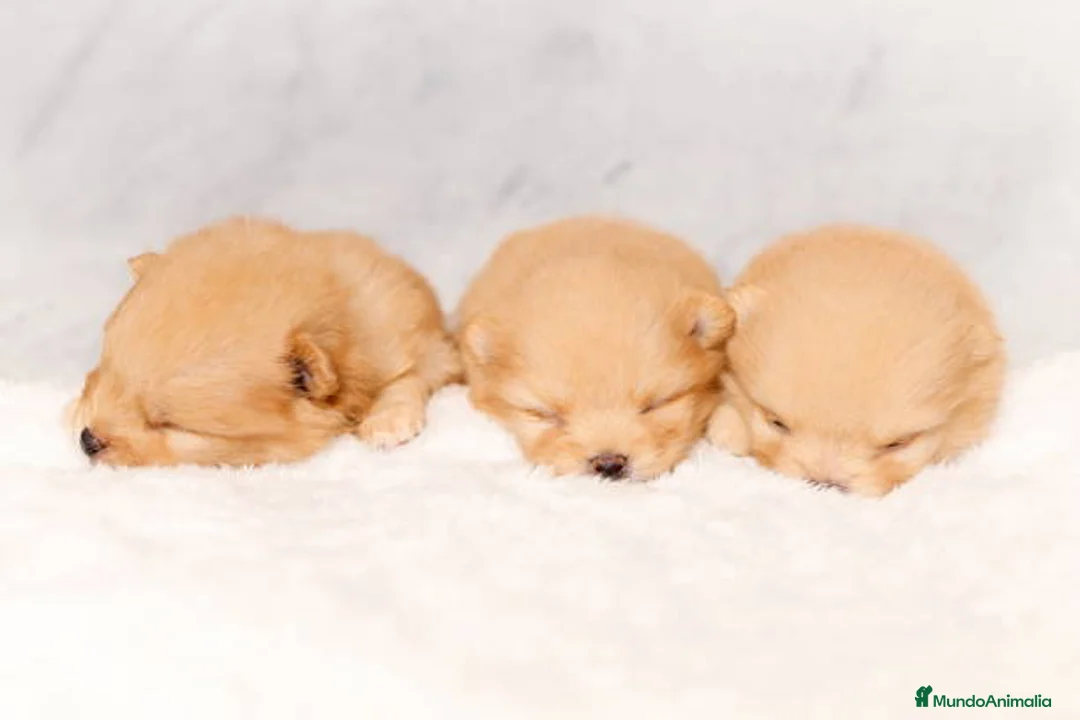 Pomerania perros en venta: Puppy pomerania  - Anuncio 1