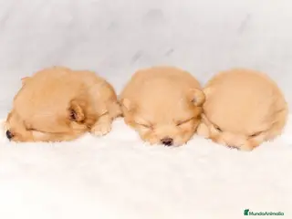 Pomerania perros Puppy pomerania - Anuncio 26