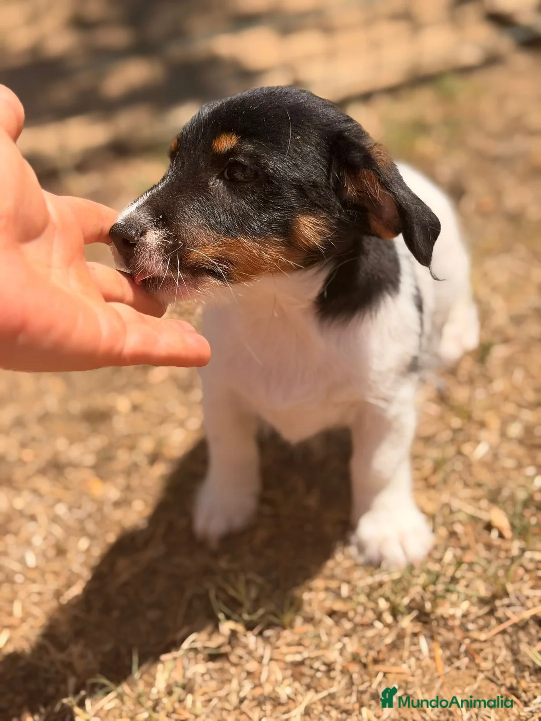 Jack Russell Terrier perros en venta: JACK RUSSELL BROKEN HEMBRA - Anuncio 4