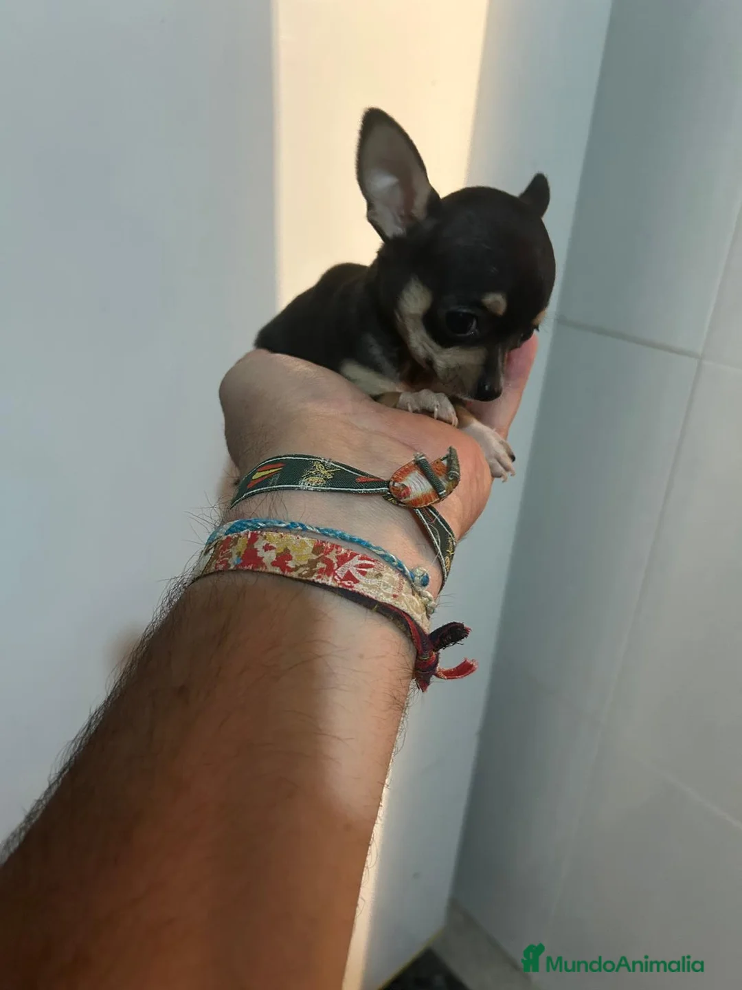 Chihuahua perros en venta: Chihuahuas micro toy máxima calidad - Anuncio 2