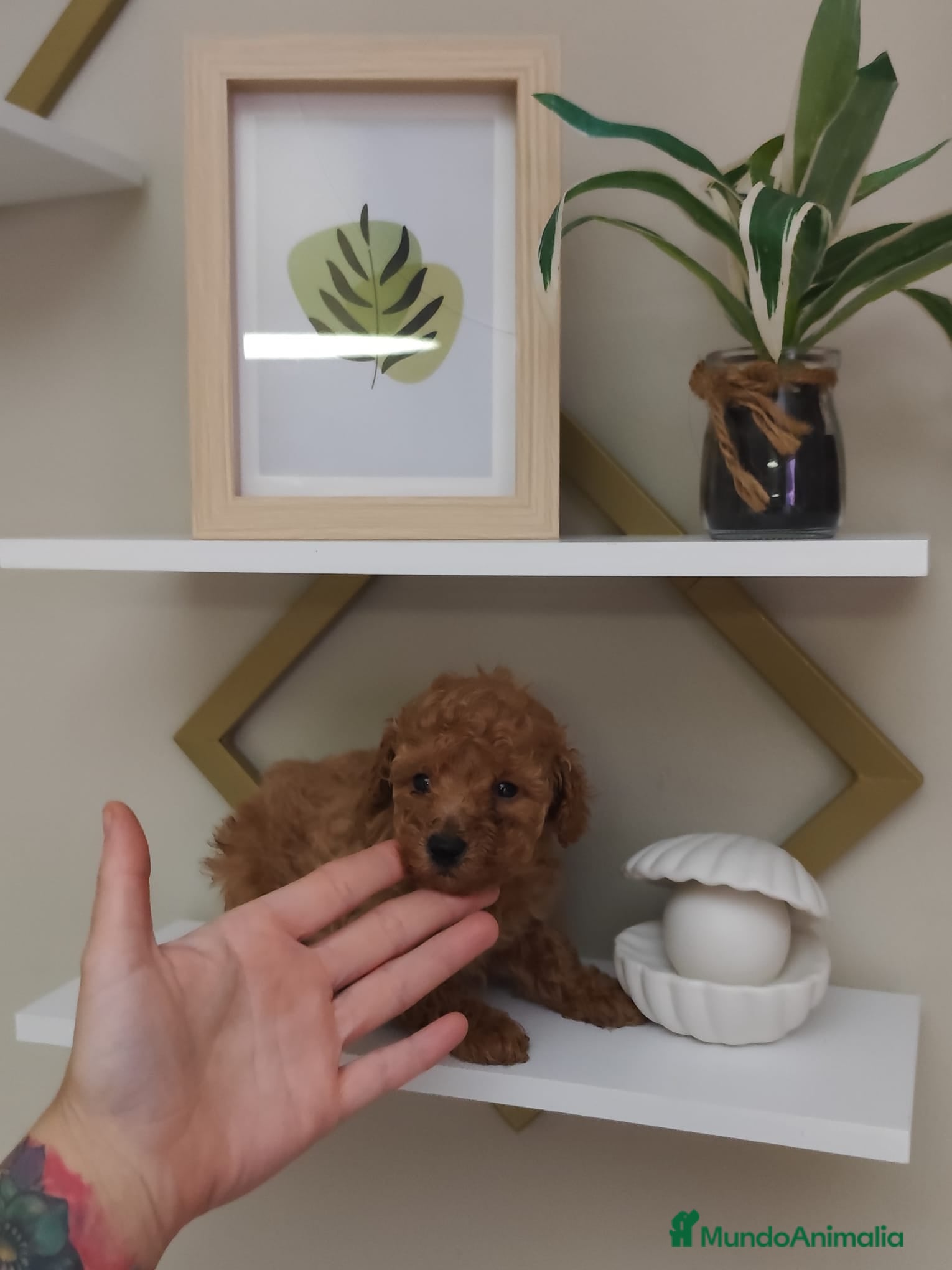 Caniche Toy perros Caniche toy  - Anuncio 26