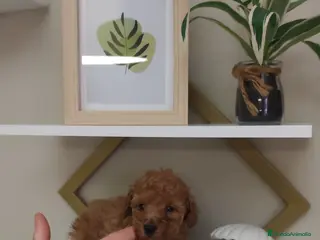 Caniche Toy perros Caniche toy - Anuncio 26