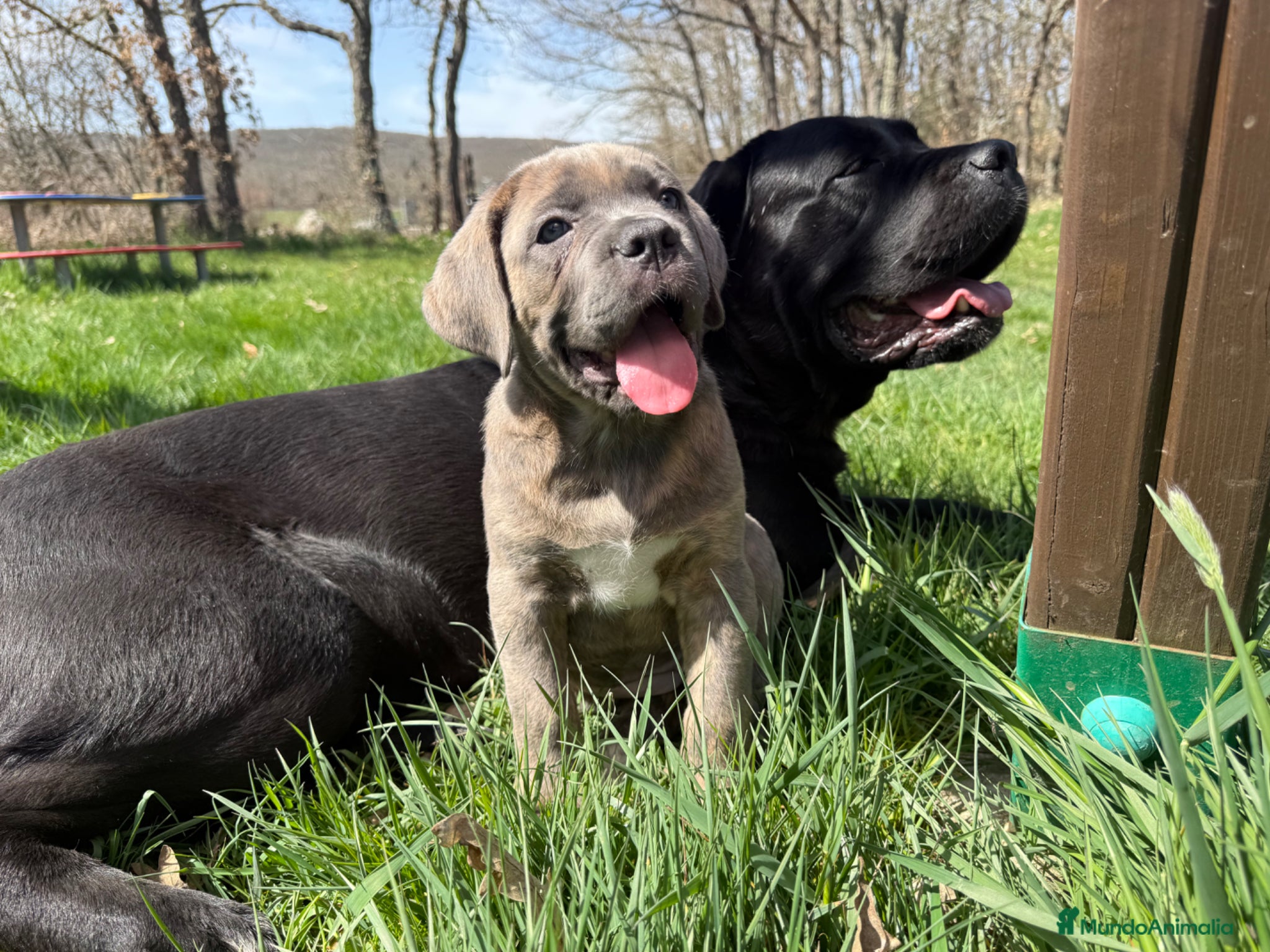 Cane Corso perros Cane corso mastín italiano  - Anuncio 2
