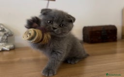 Británico de Pelo Corto gatos en venta: SCOTTISH FOLD HEMBRA AZUL - Imagen 3