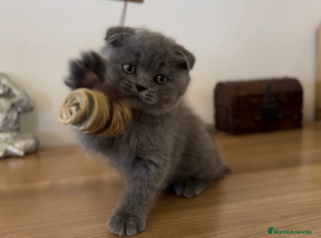 Británico de Pelo Corto gatos en venta: SCOTTISH FOLD HEMBRA AZUL - Imagen 3