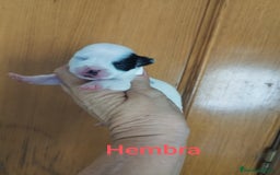 Chihuahua perros en venta: CHIHUAHUAS TOYS CALIDAD Y SELECCIÓN  - Imagen 7