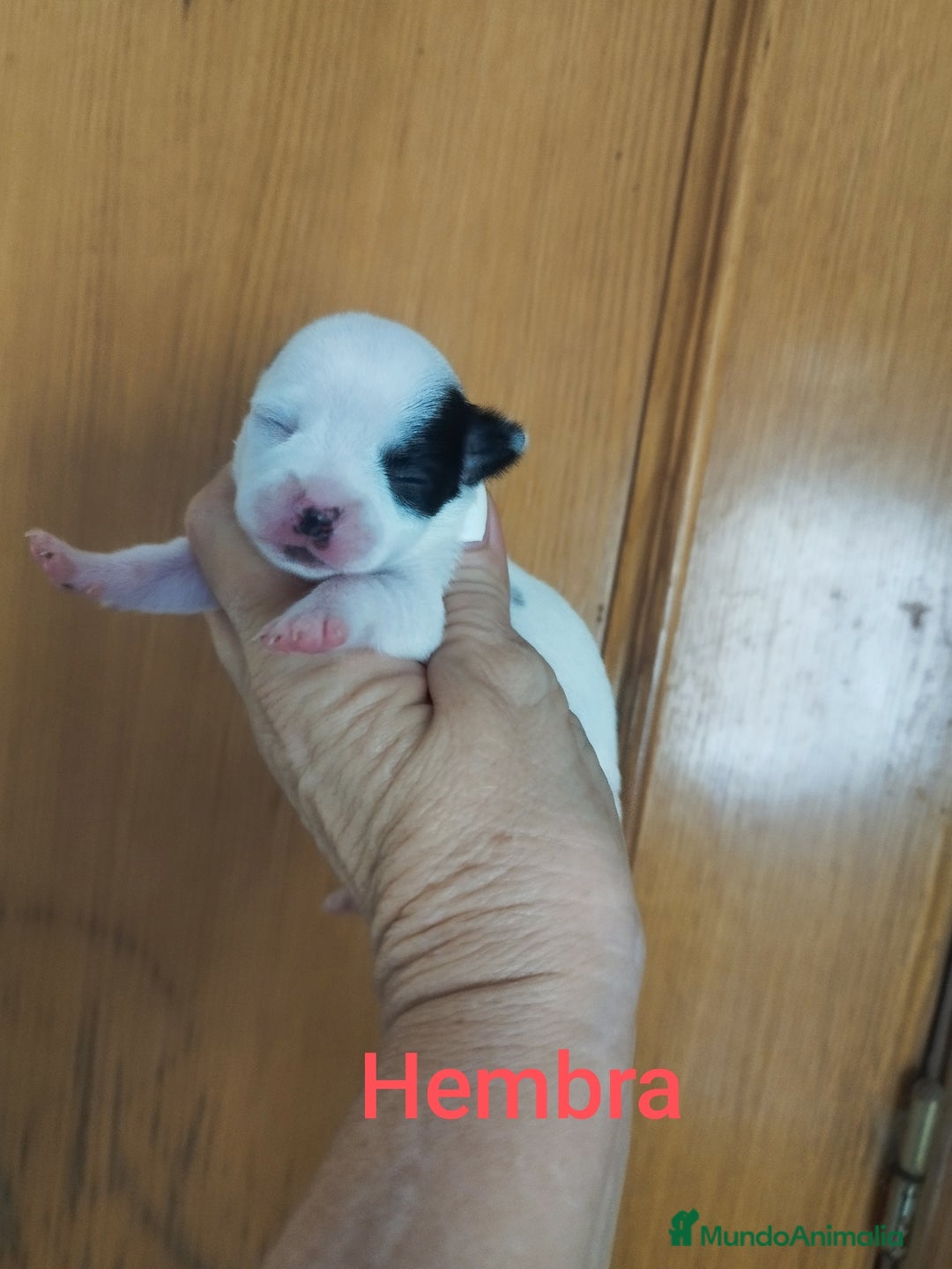 Chihuahua perros en venta: CHIHUAHUAS TOYS CALIDAD Y SELECCIÓN  - Imagen 7