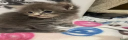 Maine Coon gatos en venta: Rey- Diez cattery  - Anuncio 38