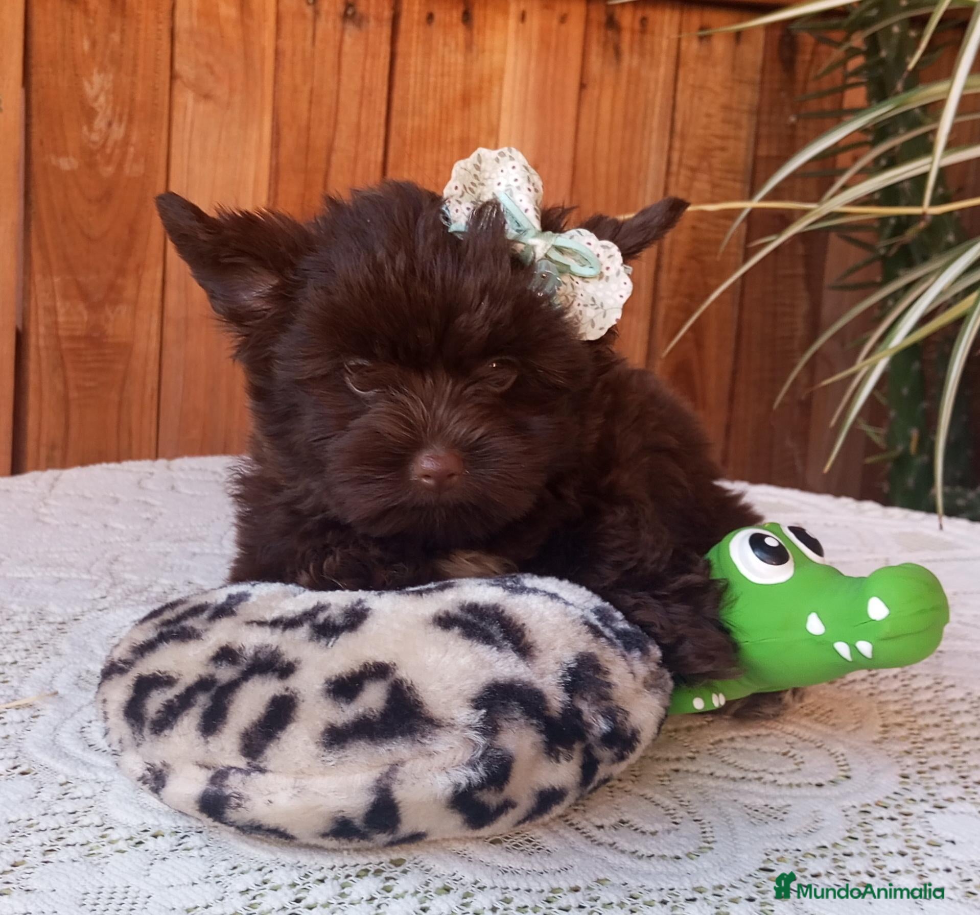 Biewer Yorkshire Terrier a la Pom Pon perros Cachorros Yorkshire chocolate - Anuncio 1