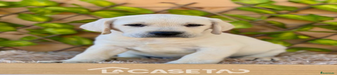 Labrador Retriever Cachorro 3361