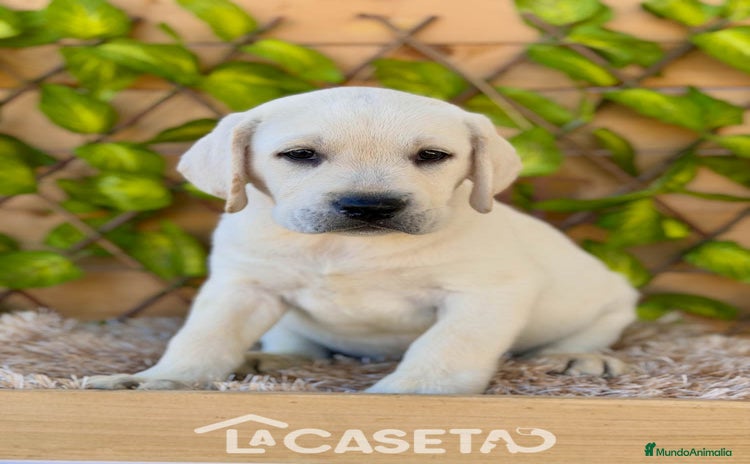 Labrador Retriever perros - Anuncio 12