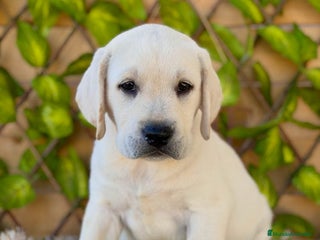 Labrador Retriever perros - Anuncio 15