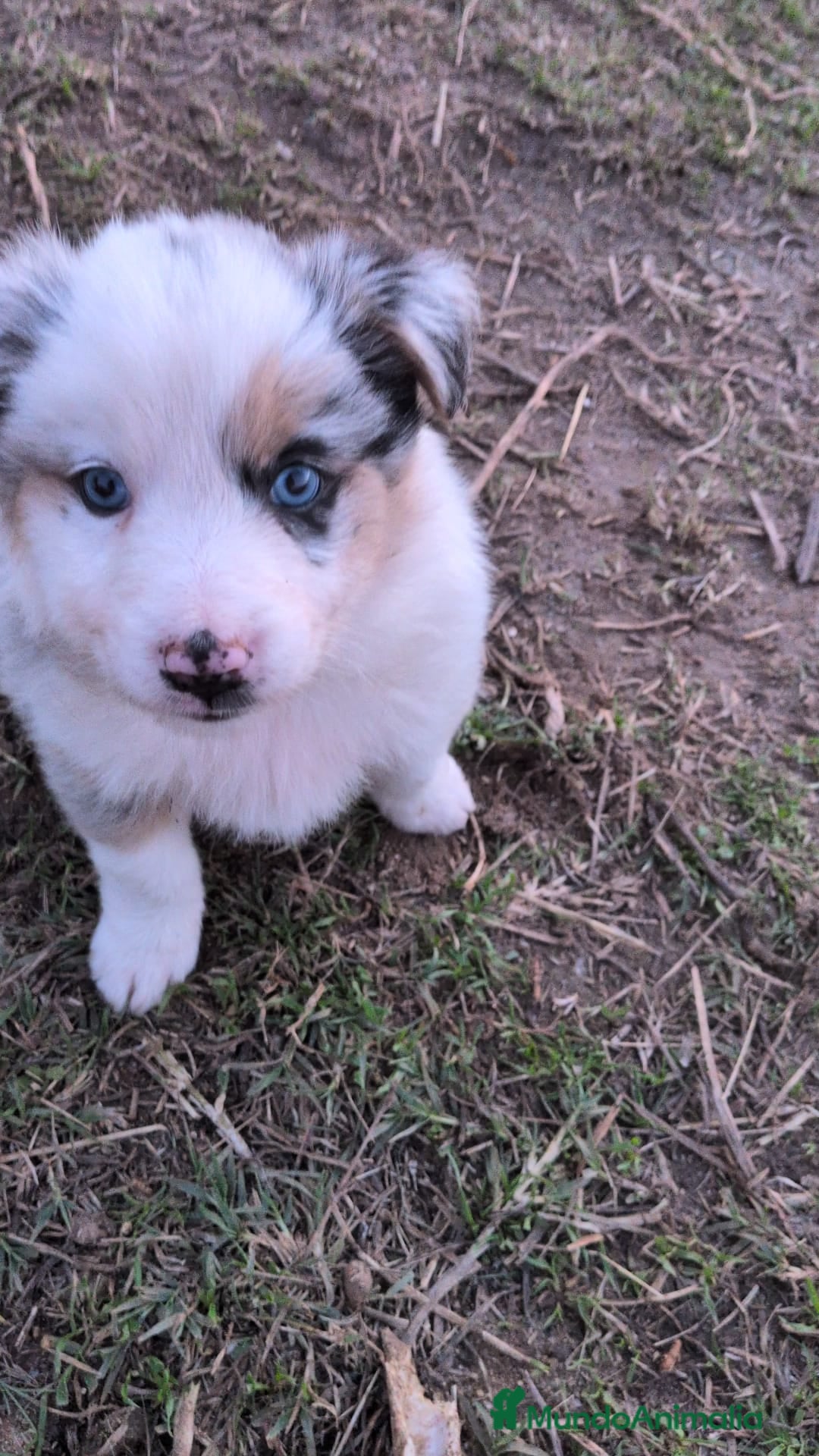 Border Collie perros en venta: Border collie  - Anuncio 1