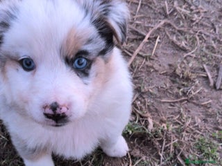 Border Collie perros Border collie - Anuncio 1