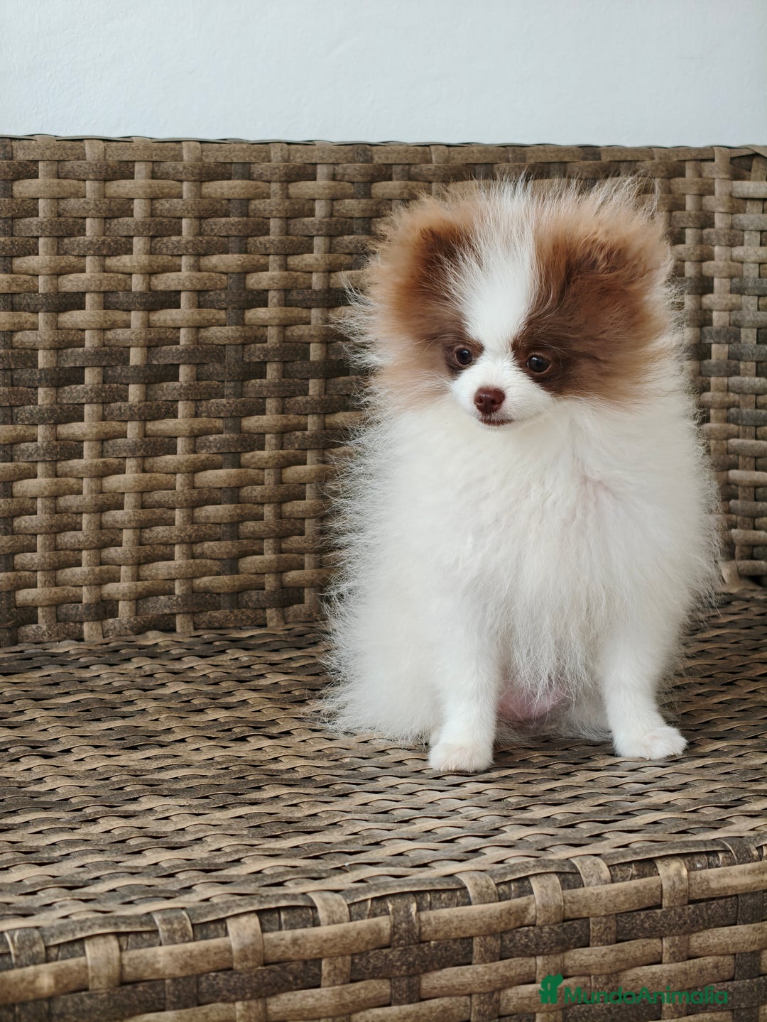 Pomerania perros en venta: Lulú Pomerania  - Imagen 4