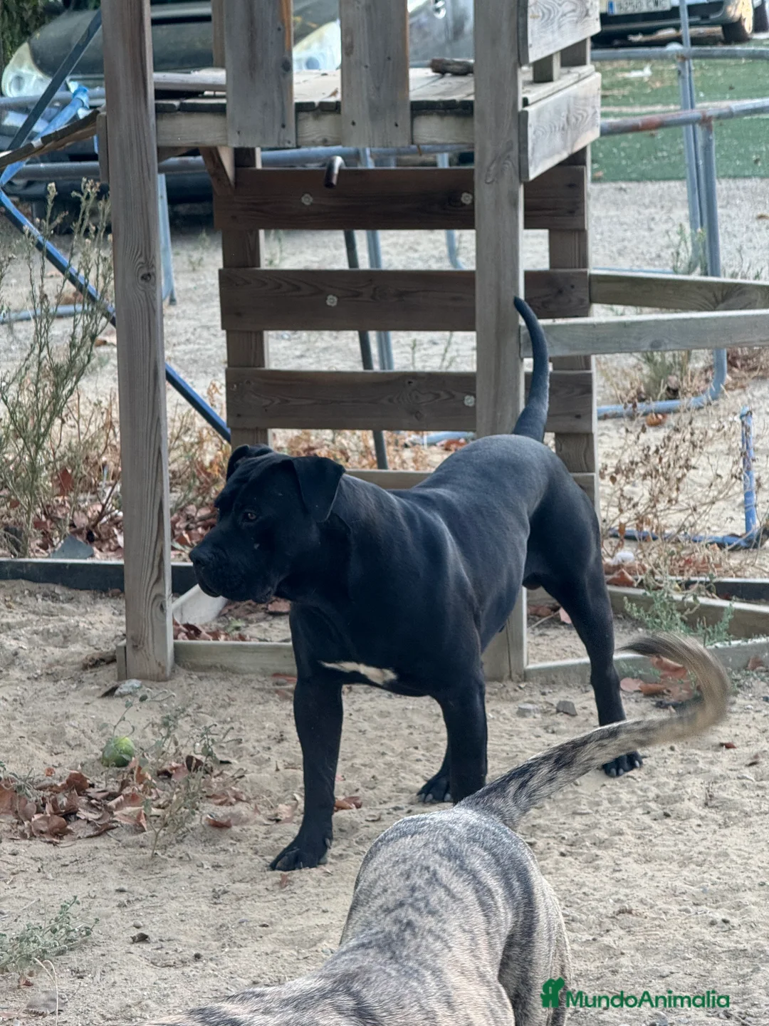 Presa Canario perros en venta: Camada de presa dogo canario  - Anuncio 6