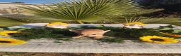 Chihuahua perros en venta: Chihuahuas mini toy - Anuncio 13