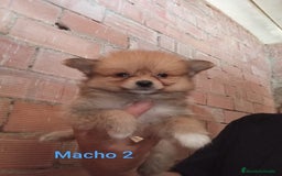 Pomerania perros en venta: POMERANIAS LULUS CALIDAD Y SELECCIÓN  - Imagen 15