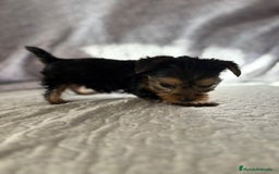 Yorkshire Terrier perros en venta: Yorkshire mini - Imagen 15
