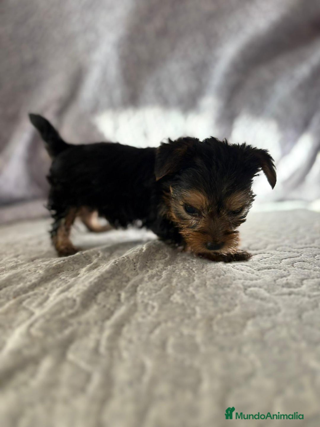 Yorkshire Terrier perros en venta: Yorkshire mini - Imagen 15