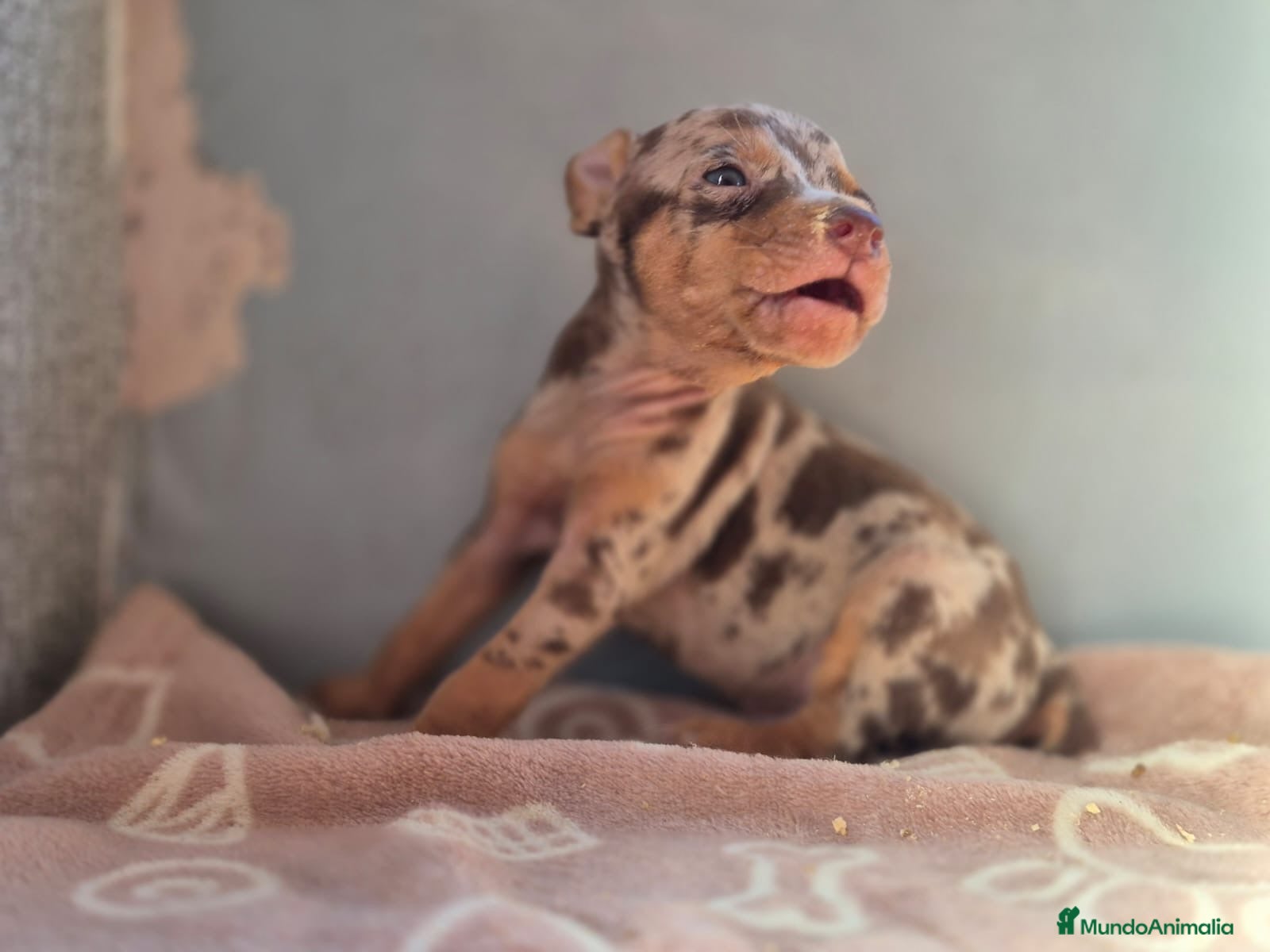Pinscher Miniatura perros Pinscher Miniatura Merle Azul Cachorros  - Anuncio 2