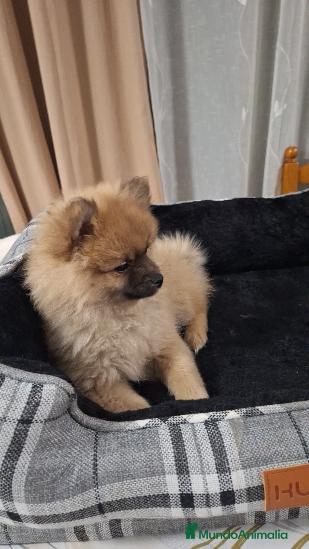 Pomerania perros en venta: Pomerania  - Anuncio 5