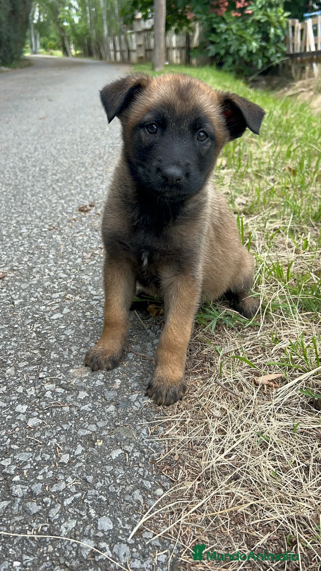 Pastor Belga Malinois perros en venta: Pastor belga malinois  - Anuncio 6