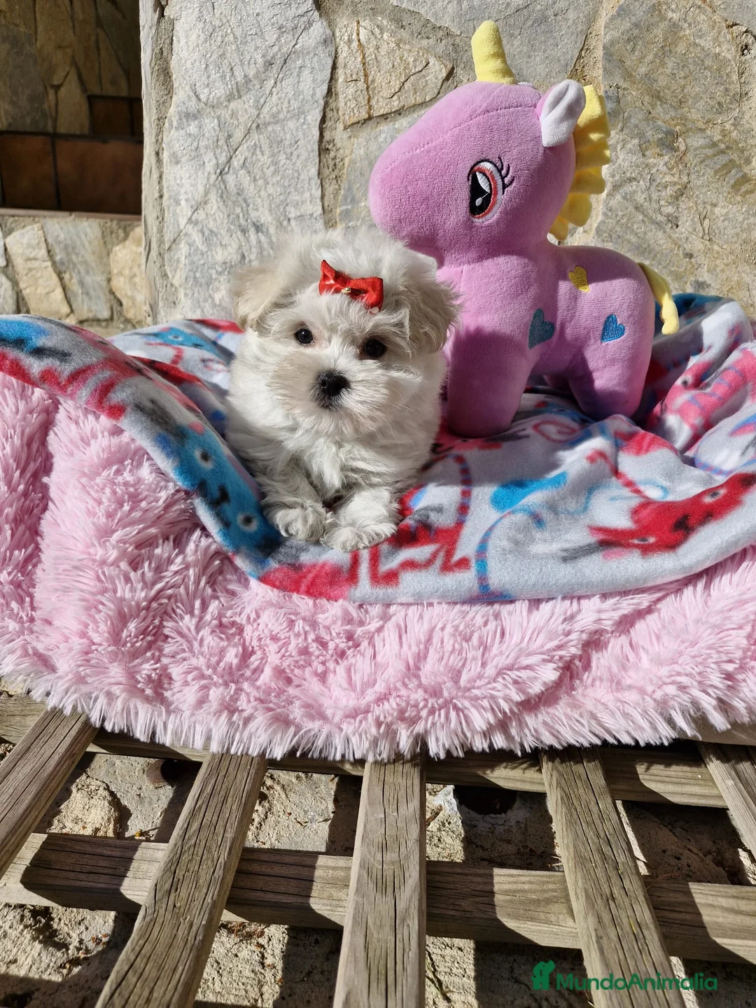 Bichón Maltés perros en venta: Bichón Maltés  en Barcelona - Anuncio 1