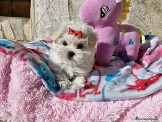Bichón Maltés perros Bichón Maltés en Barcelona - Anuncio 37