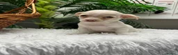 Chihuahua perros en venta: CHIHUAHUA - Anuncio 4