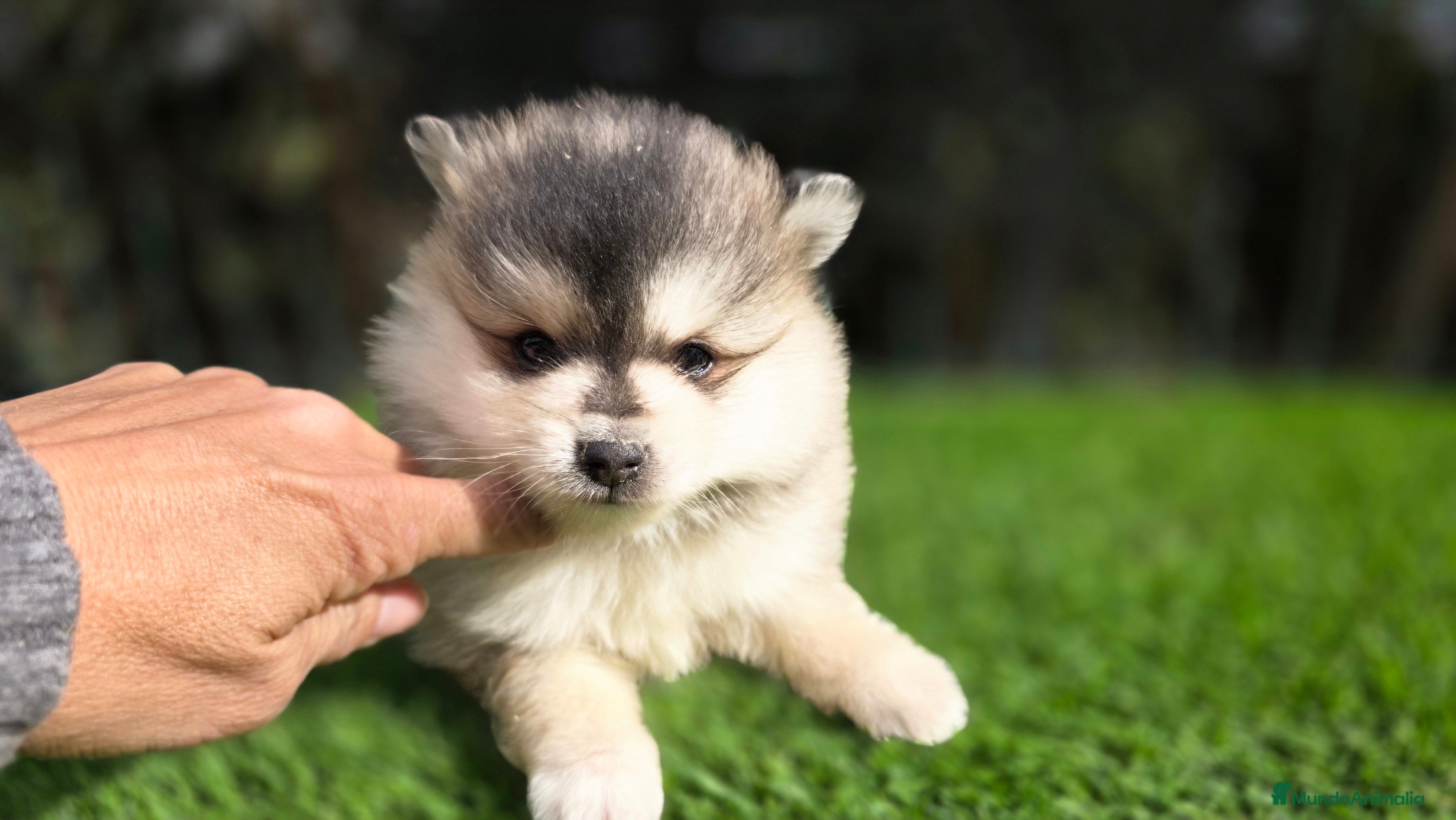 Pomsky perros Pomsky miniaturas y toy  - Anuncio 1